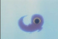 ϢrgξwӌҊĹ֬FVС